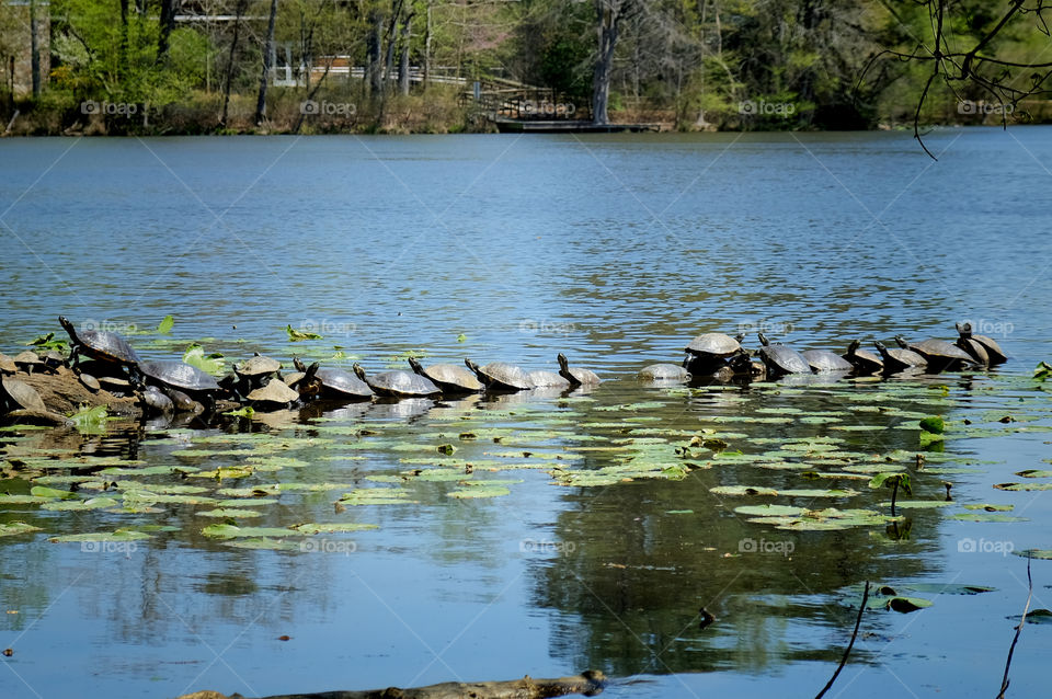 Reptilian rush hour. Dozens of yellow-bellied slider turtles sunning on a log in the pond at Yates Mill County Park in Raleigh North Carolina, Triangle area, Wake County. 