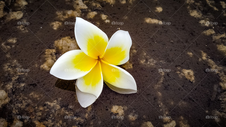 Flower with watermark