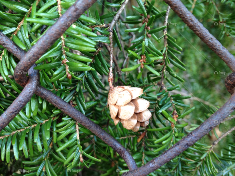 fence christmas pine pine cone by iphonographer4
