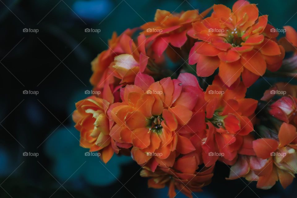 Orange flower 🌺