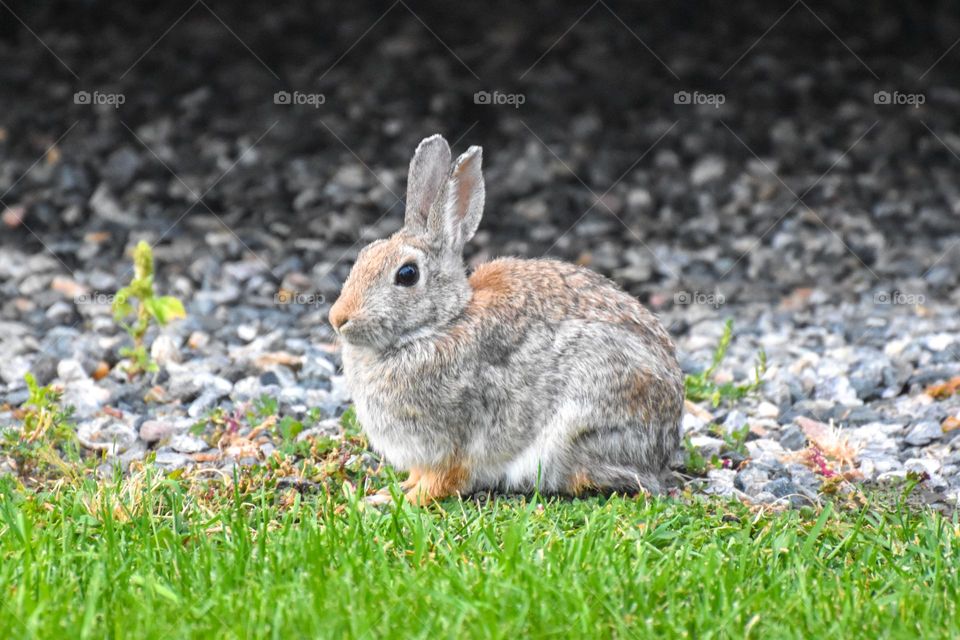 Cottontail rabbit sitting on the grass.