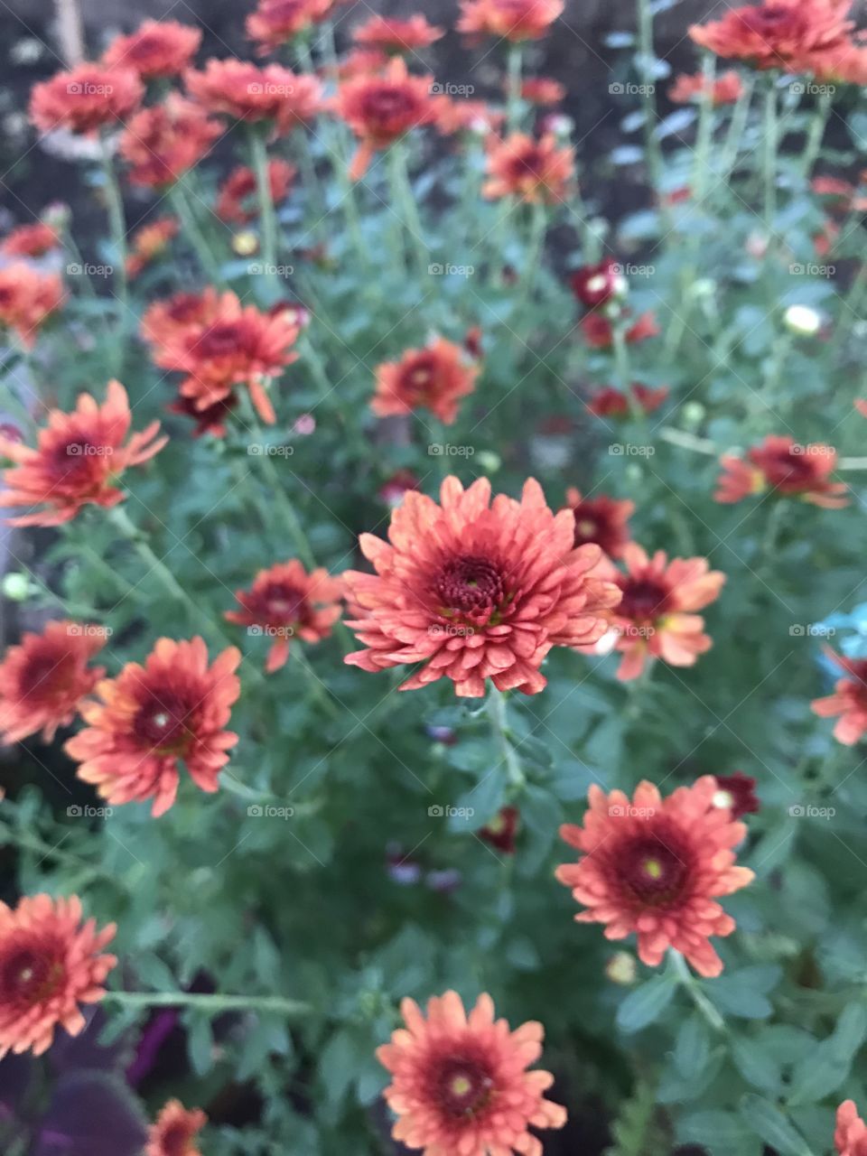 Mums - rust colored 