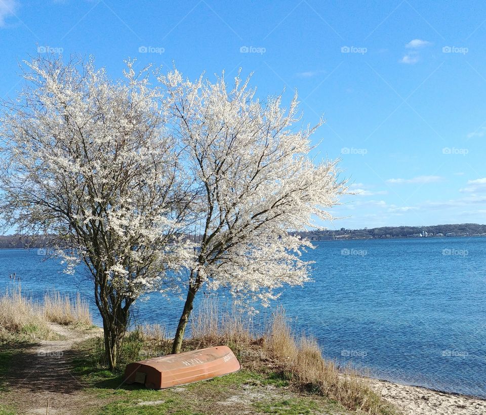 kirschblüte baum weiß wasser boot boat Spring