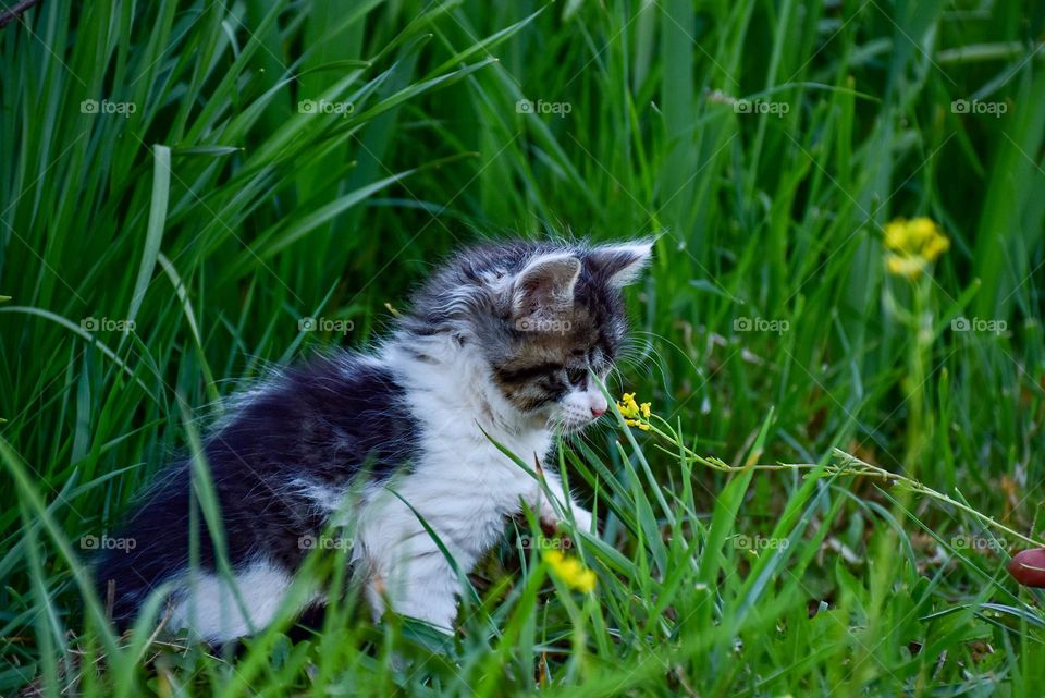 cute kitten with flowers 