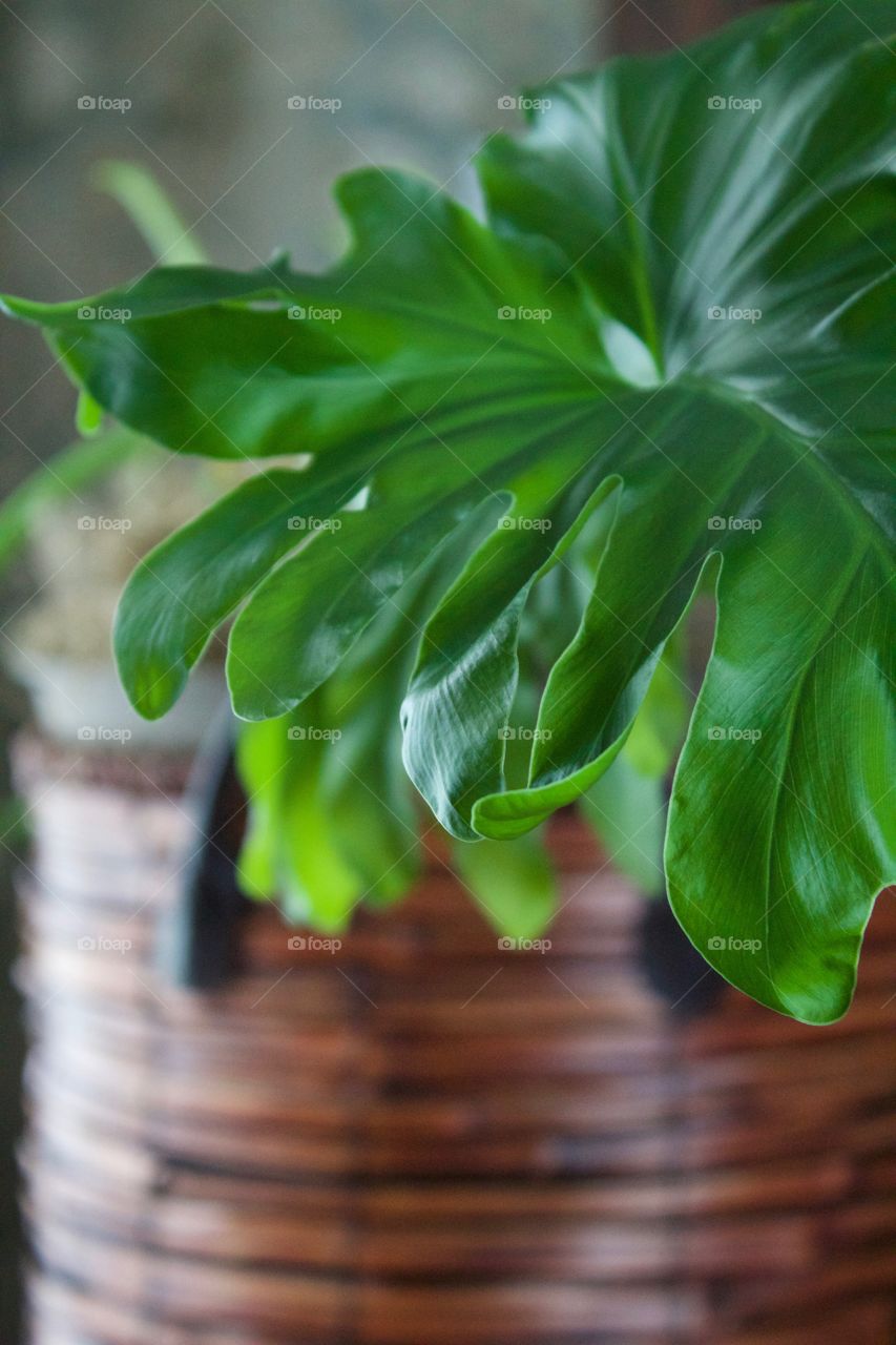 Closeup of the leaf of a large house plant in a dark woven basket