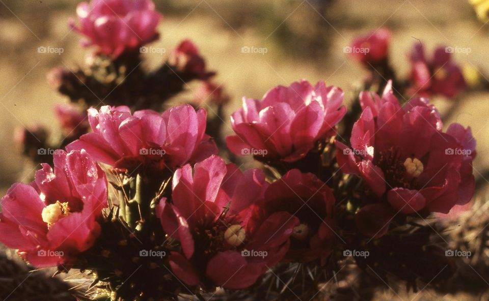 flower cactus bloom desert