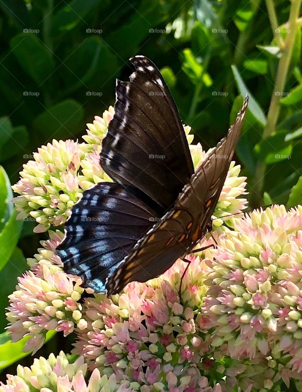 Colorful butterfly and summer garden pink sedum flower 