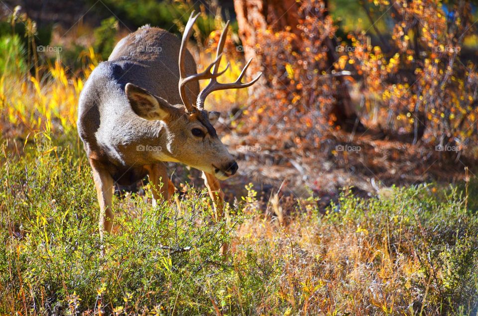 Rocky mountain deer hunting