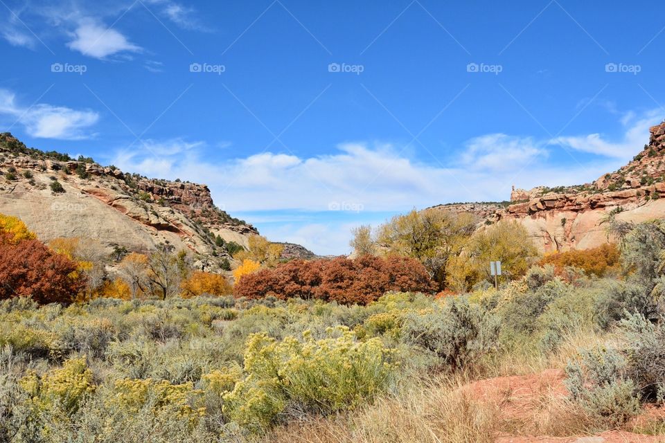 Desert Scene