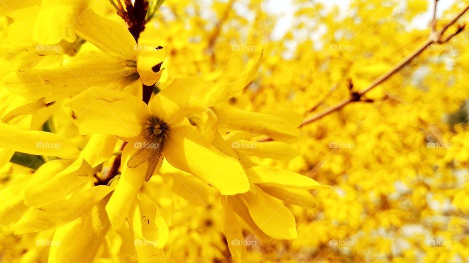 Hello You ! 
Spring already come. Flowers are blossoming. Photographers are ready for Capture. This awesome flowers in my campus. Beautiful Flowers. Natural beauty of Tianjin University, China. Enjoy spring season.