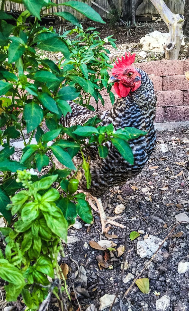 Hen with pepper plant