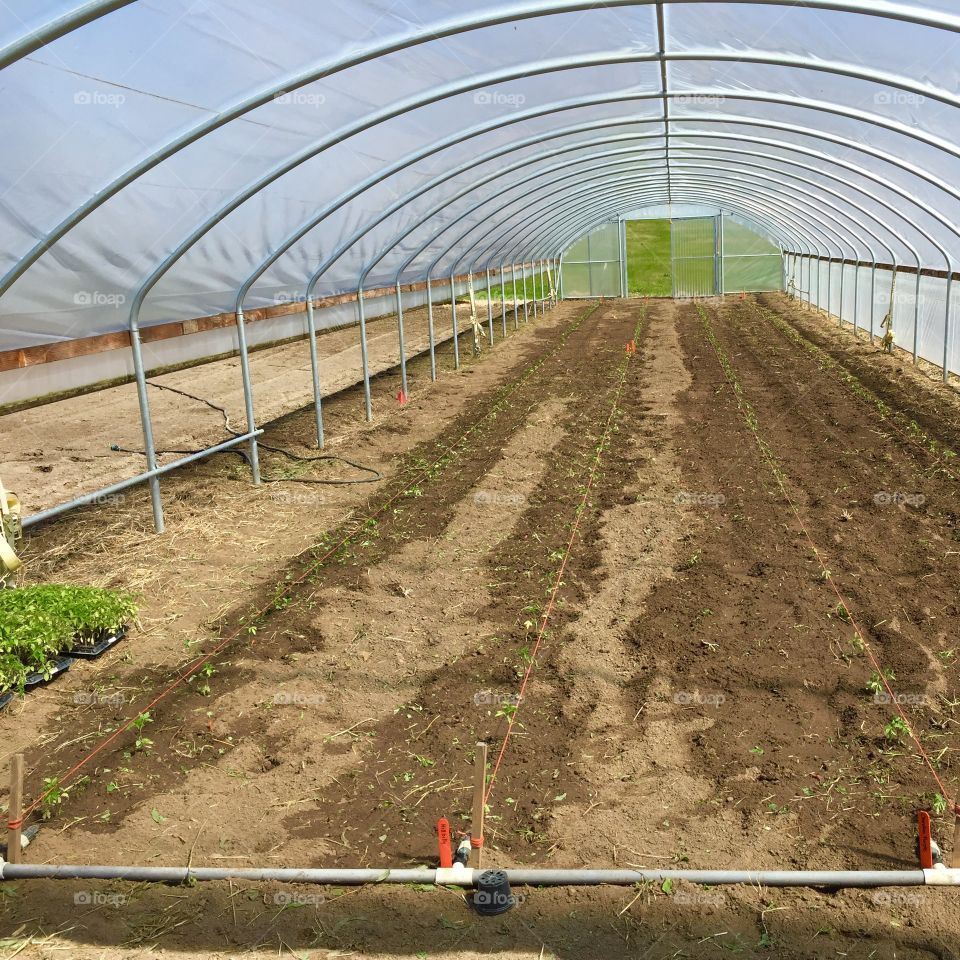 Plant starts greenhouse