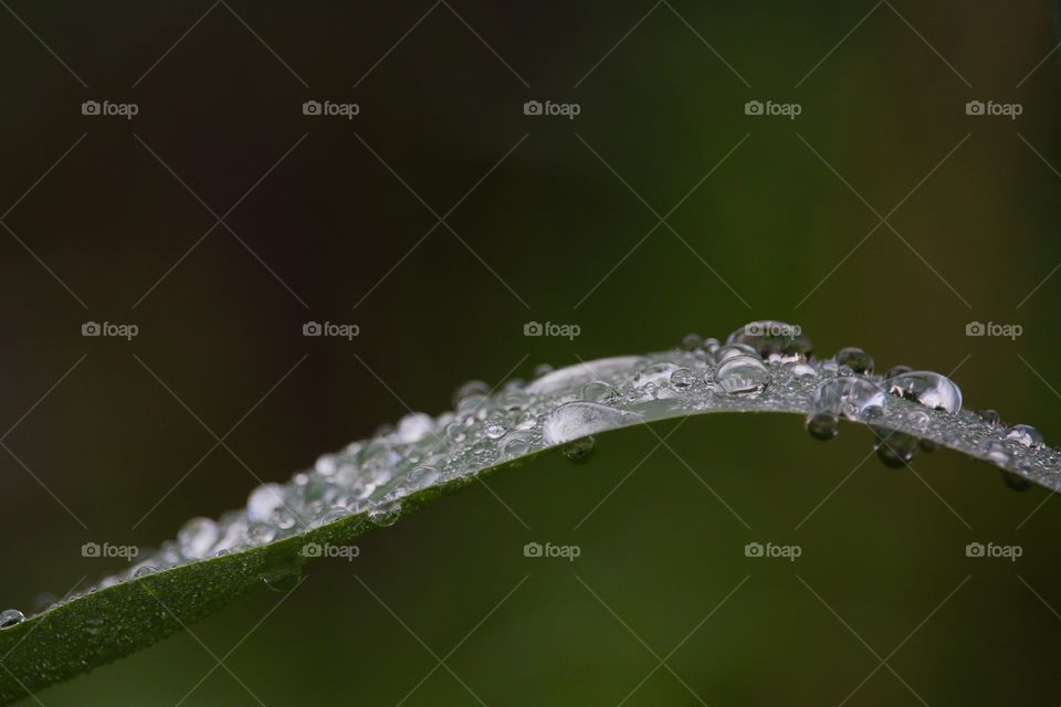 Close-up of a green leaf with water drops