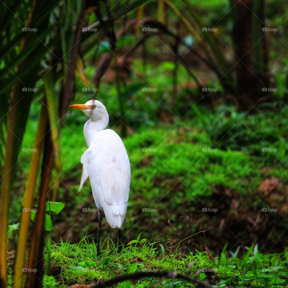 Paddy bird staring at the camera