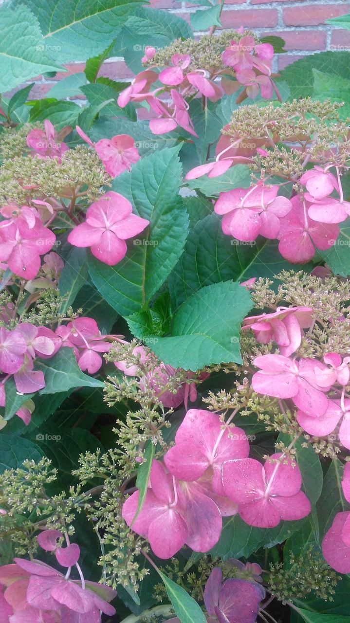 Flower, Flora, Nature, Garden, Summer