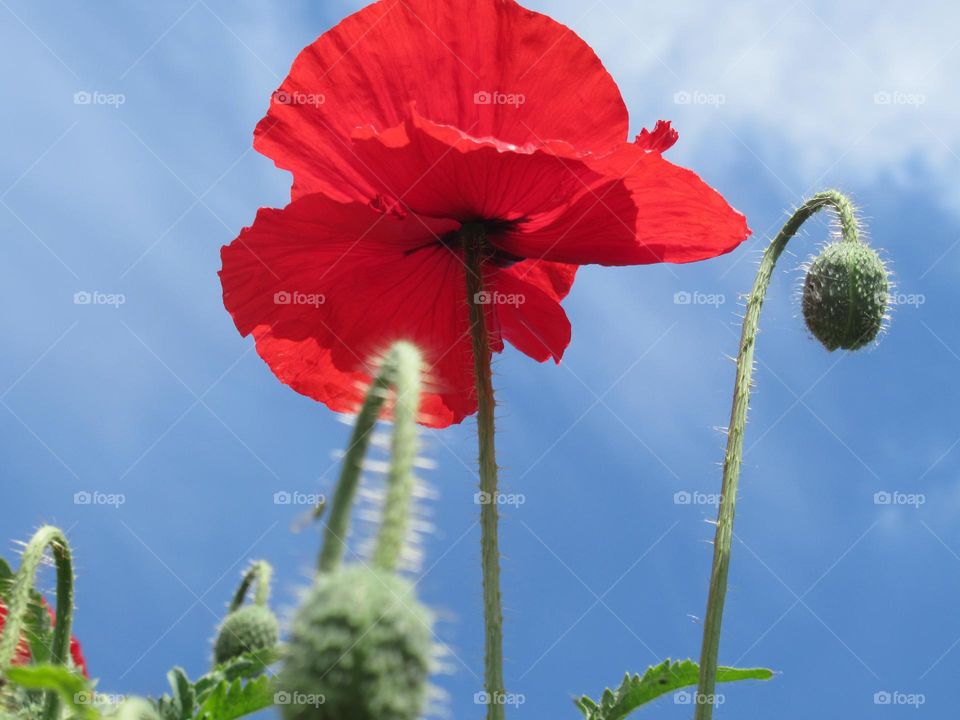 photo taken of a poppy from below looking up to the blue sky
