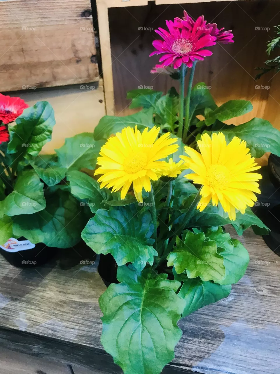 Colour yellow 
