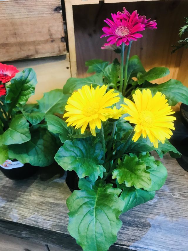 Colour yellow 