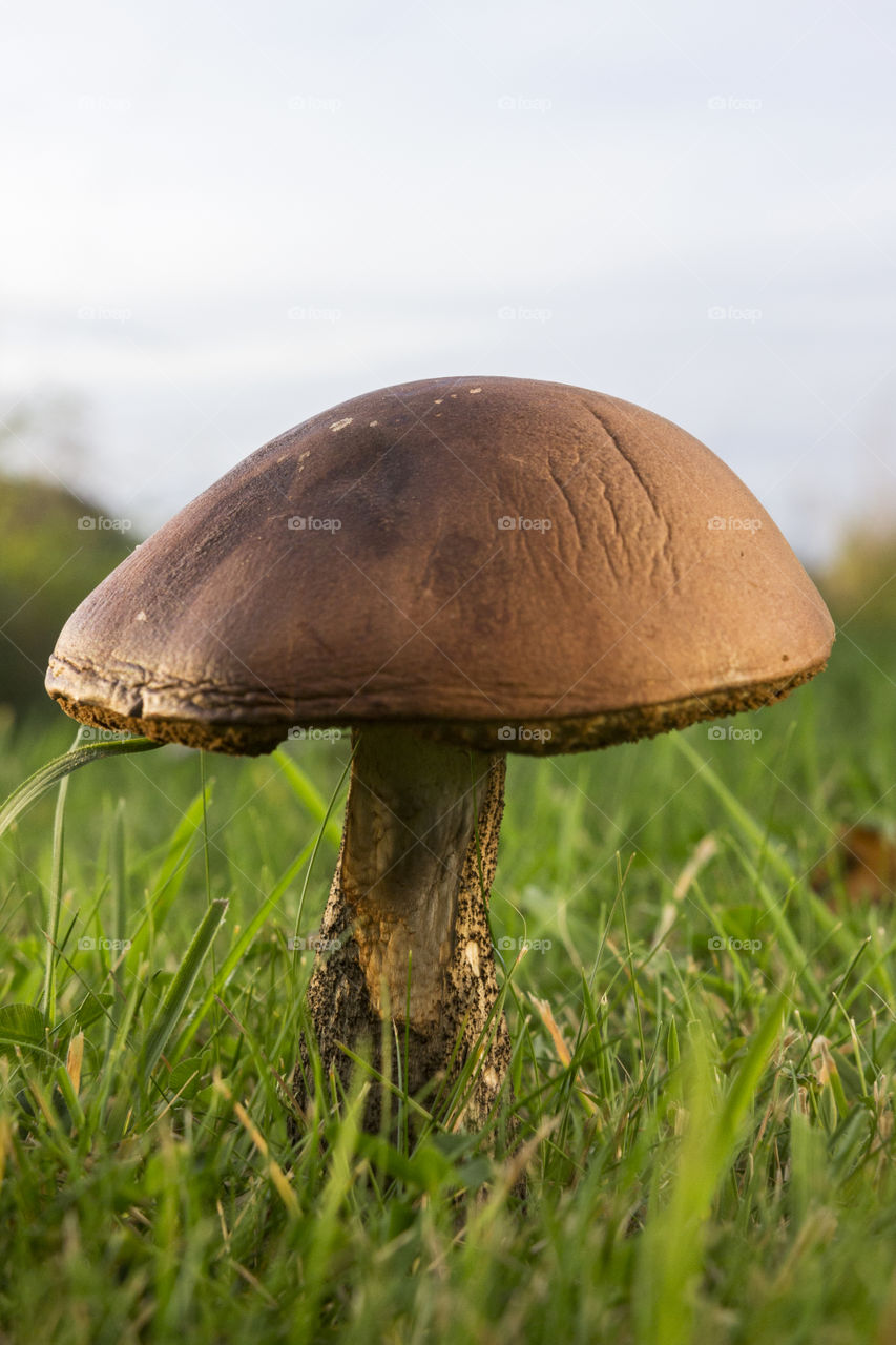Beautiful mushroom in my garden