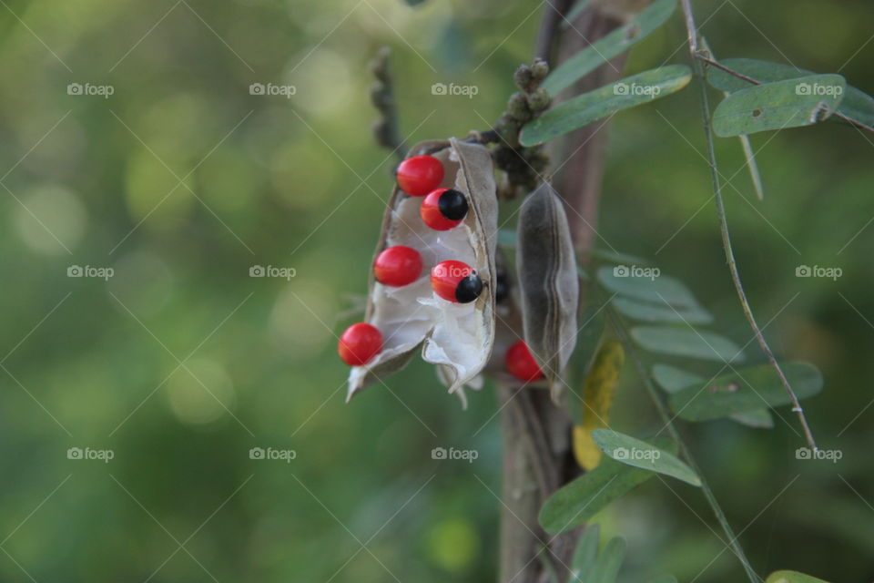 red and black seeds on a plant