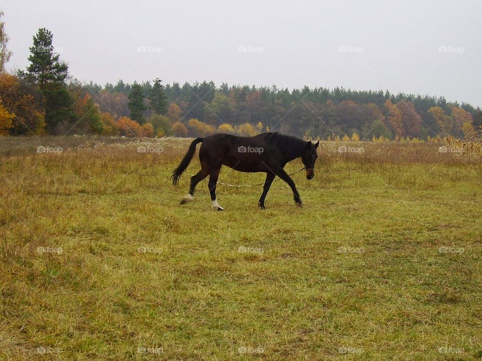 horse in autumn