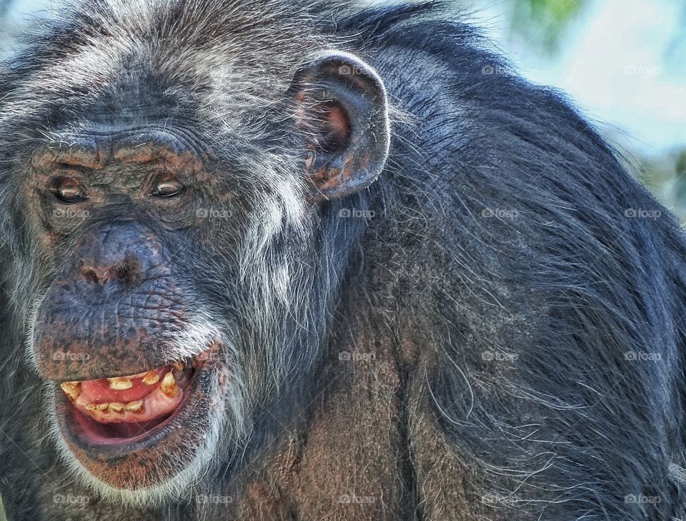 Smiling Chimpanzee. Chimpanzee With A Happy Grin
