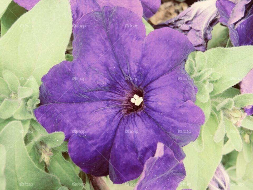 Geranie flower 