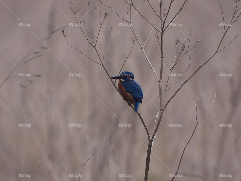 A kingfisher at the beck