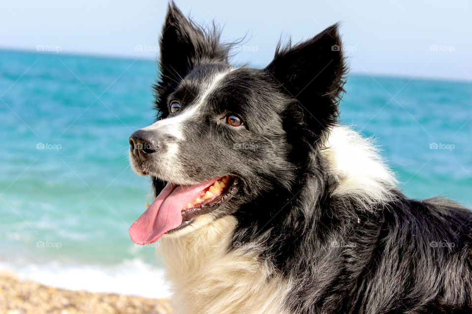 Dog on the beach