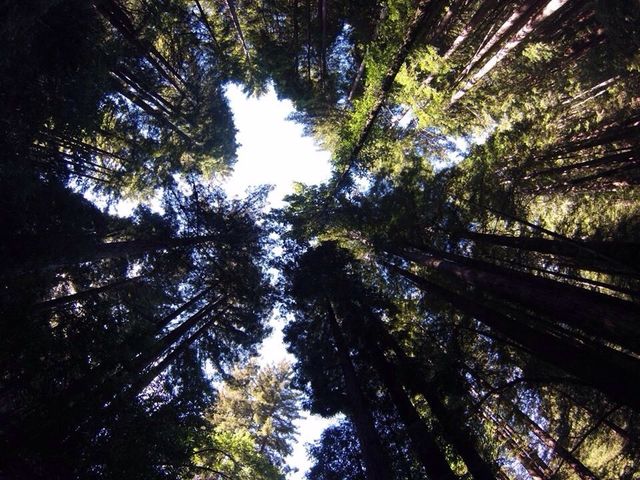 Ants view 
