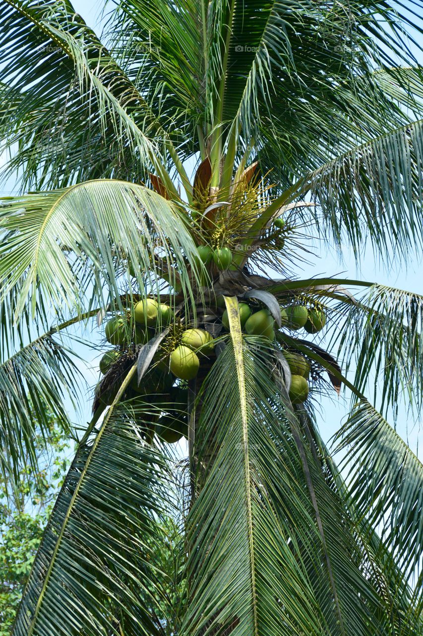 A coconut tree loaded with bunches of coconut fruits