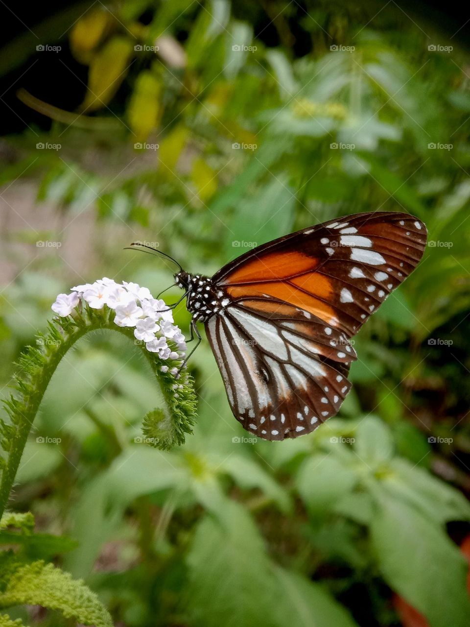Butterflies get nectar in the morning