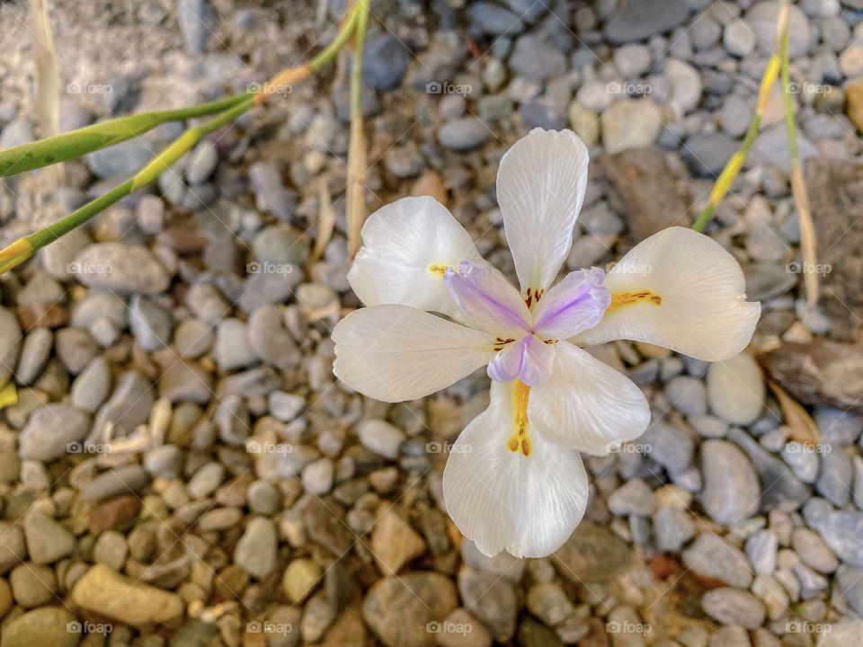 White orchid on stones background