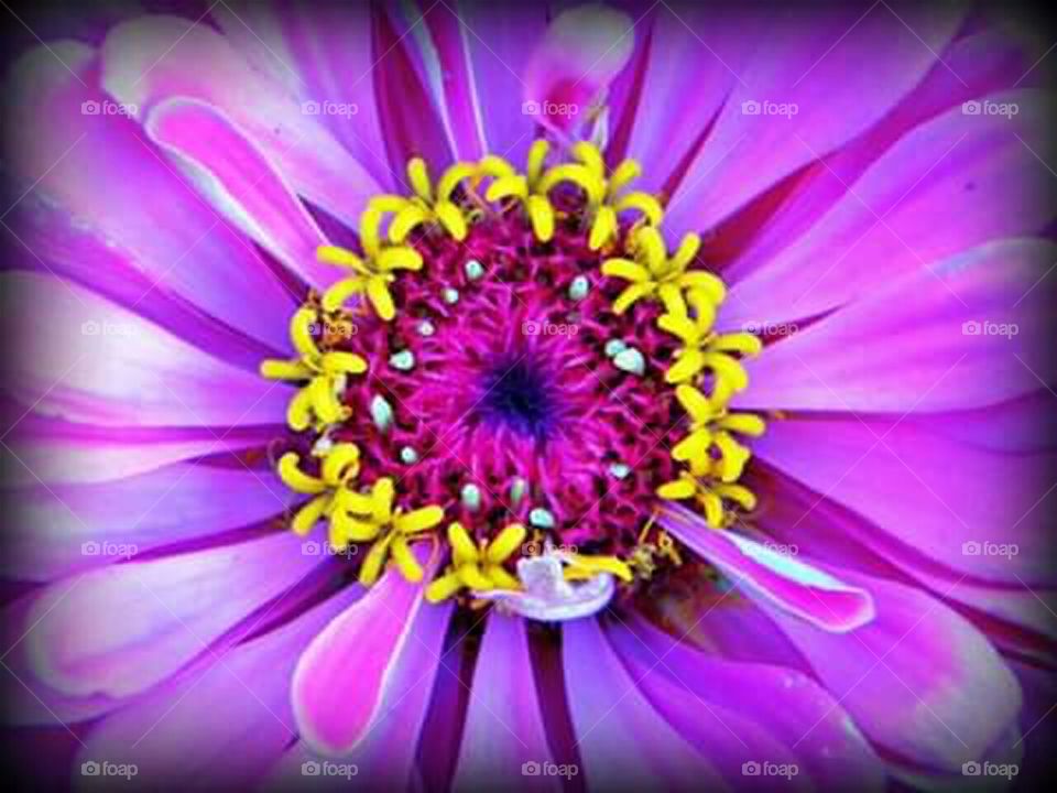 macro image of purple flower with some yellow and pink color in the centet