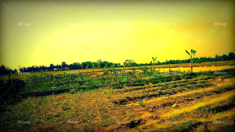 agriculture field
