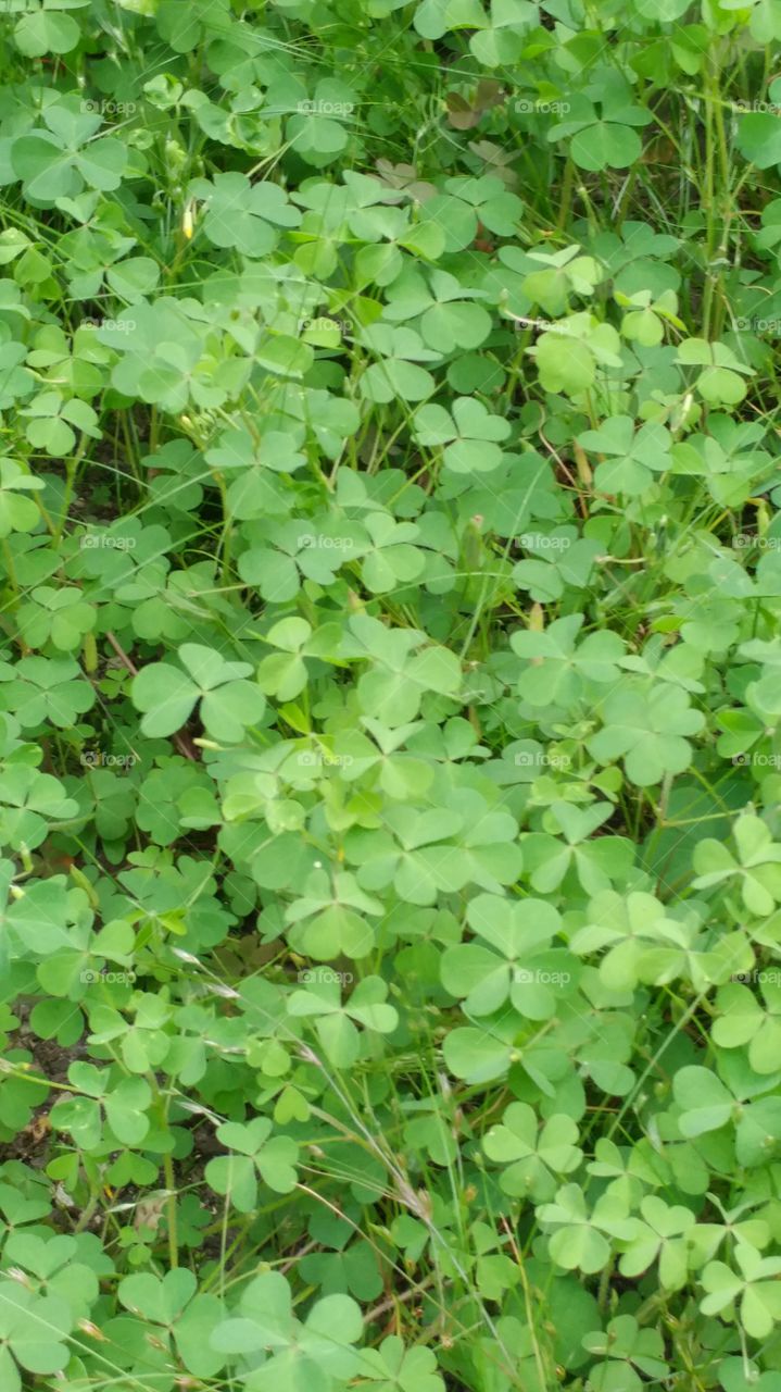 shamrocks