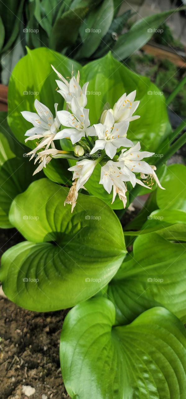 Northern Christmas Lily blooms.