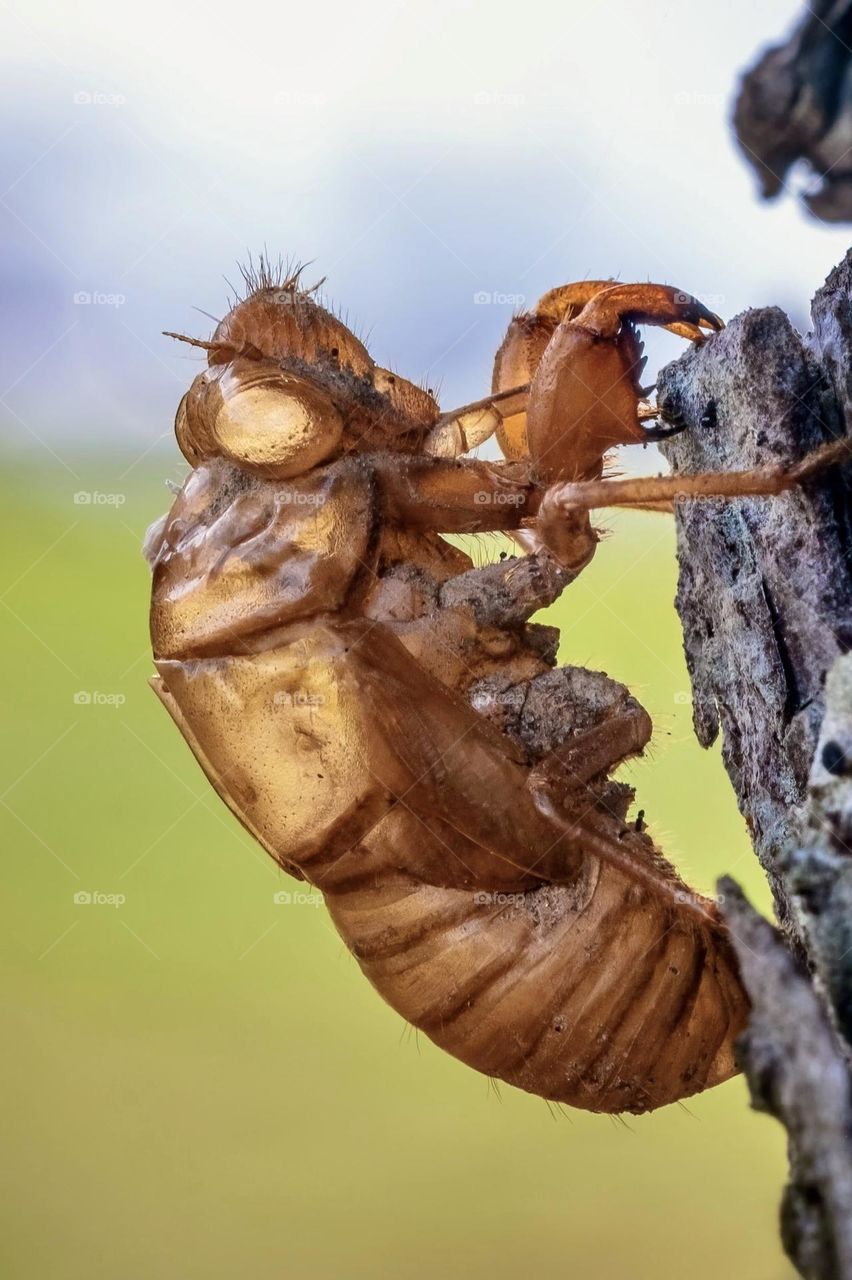 The exuvia left from a cicada clinging to a pine tree. Raleigh, North Carolina. 