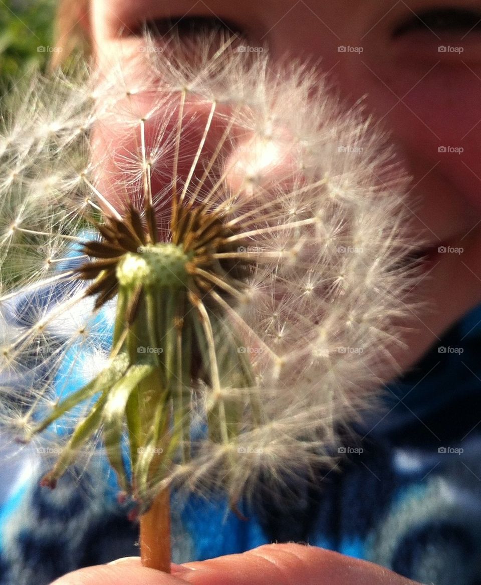 Dandelion Clock