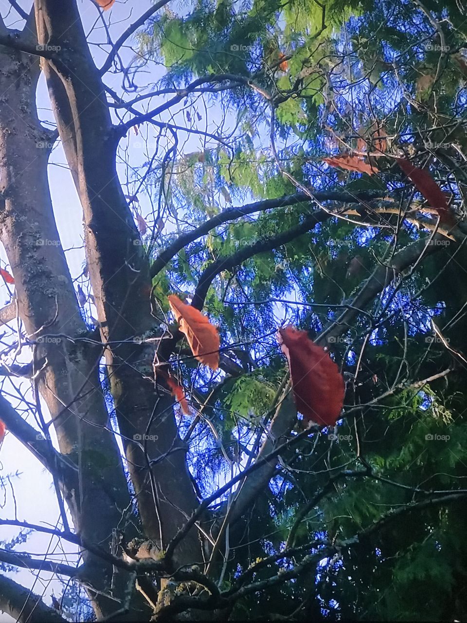 Autumn leaf in the park