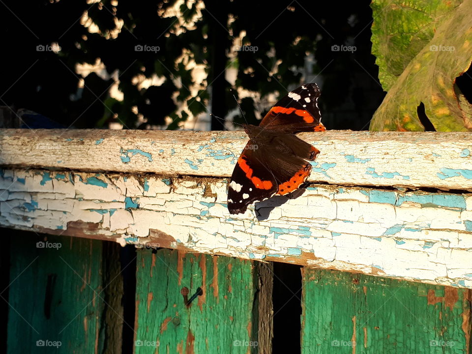 Black and orange butterfly