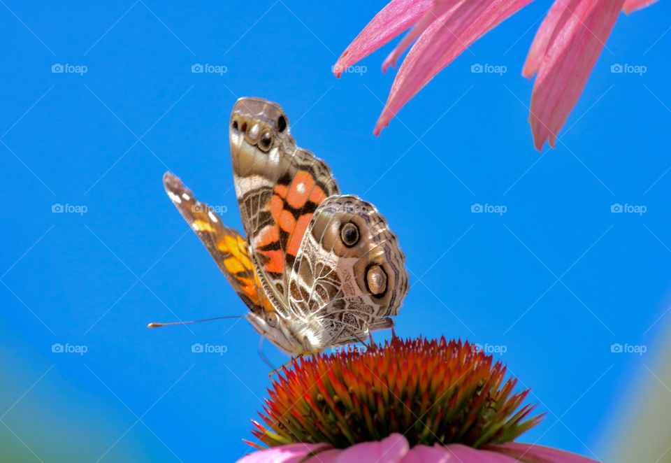 Butterfly in the garden 