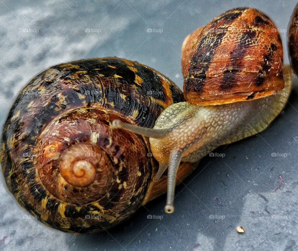 snails..
