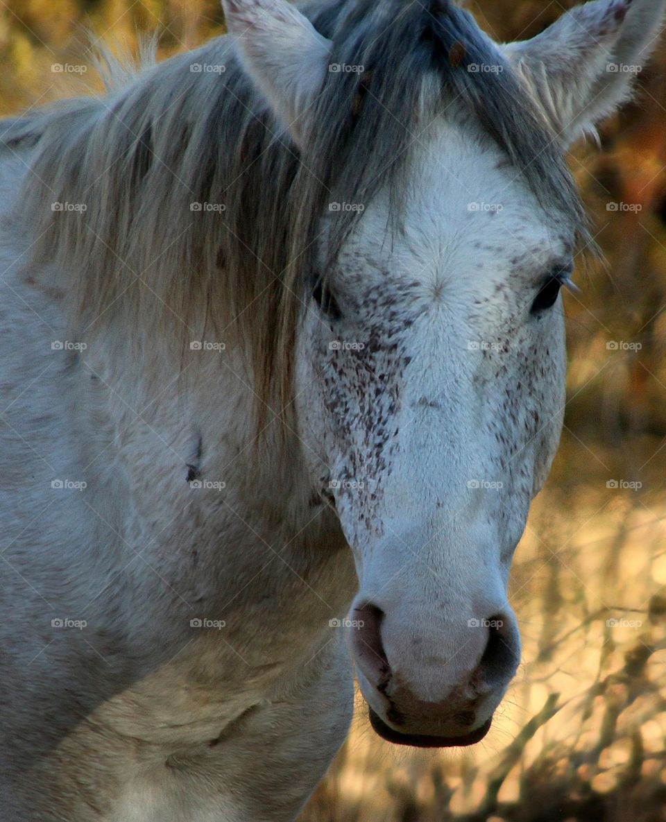 Salt River Wild Horse in Arizona