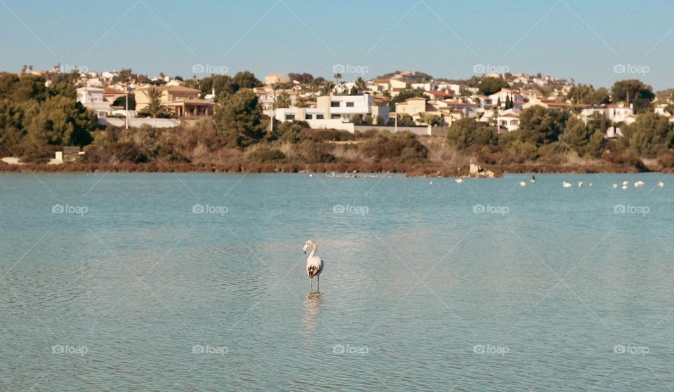 Flamingos in Calpe