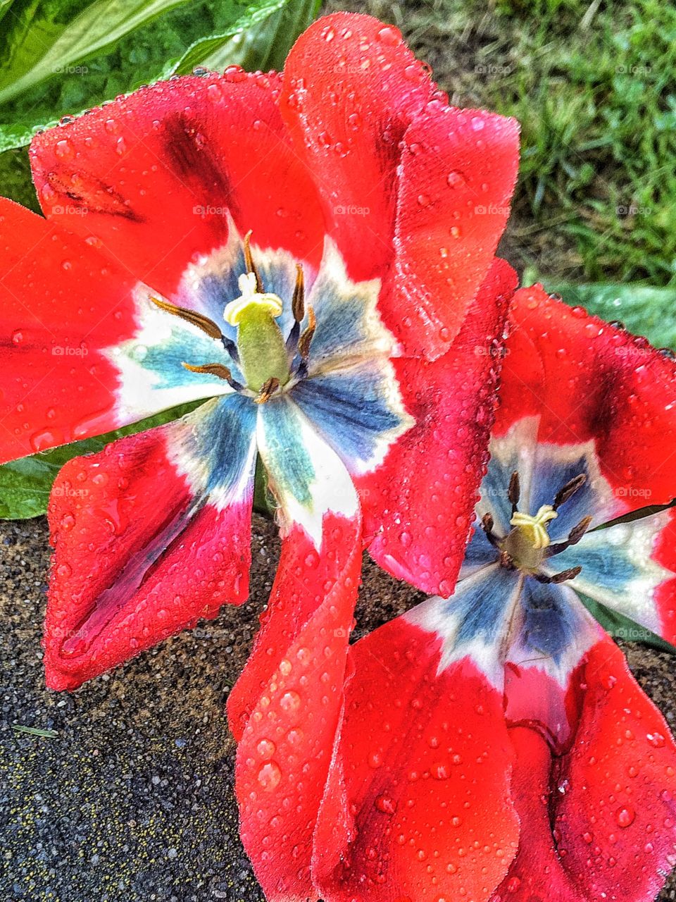 High angle view of wet flower