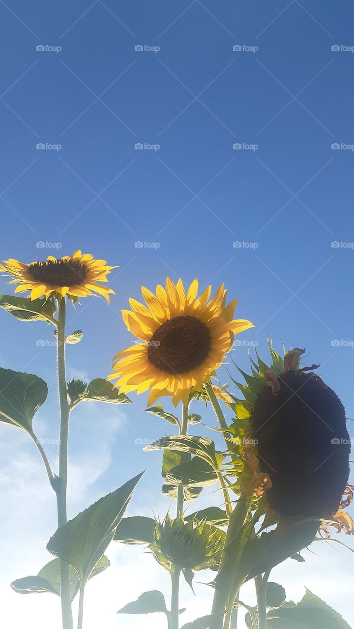 Sunnies Touch the Blue Sky