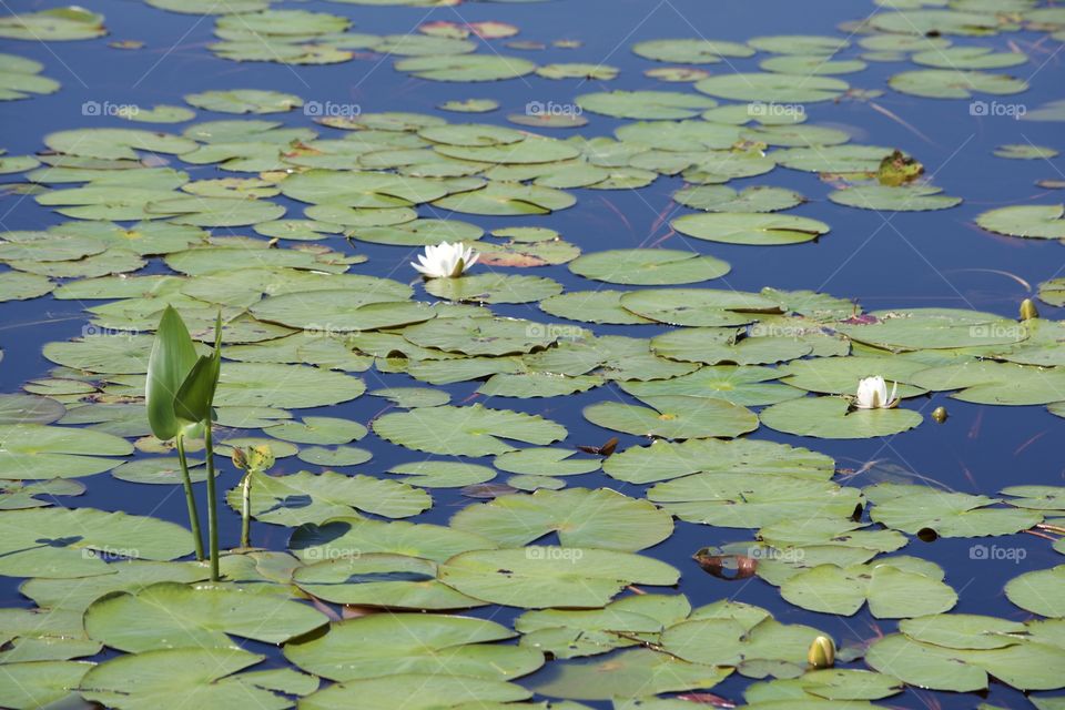 Peace and tranquility 