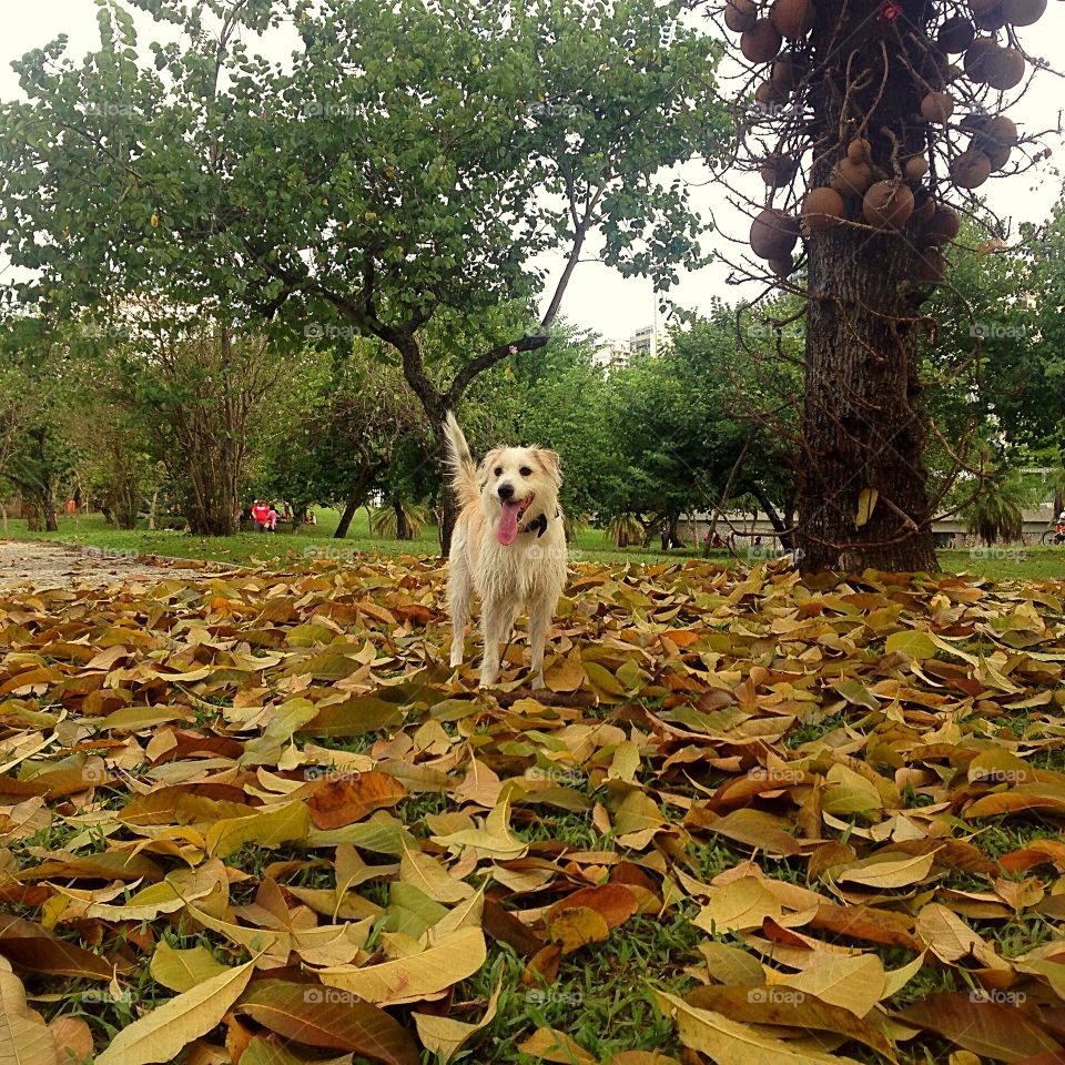 Happy dog in the leaves world