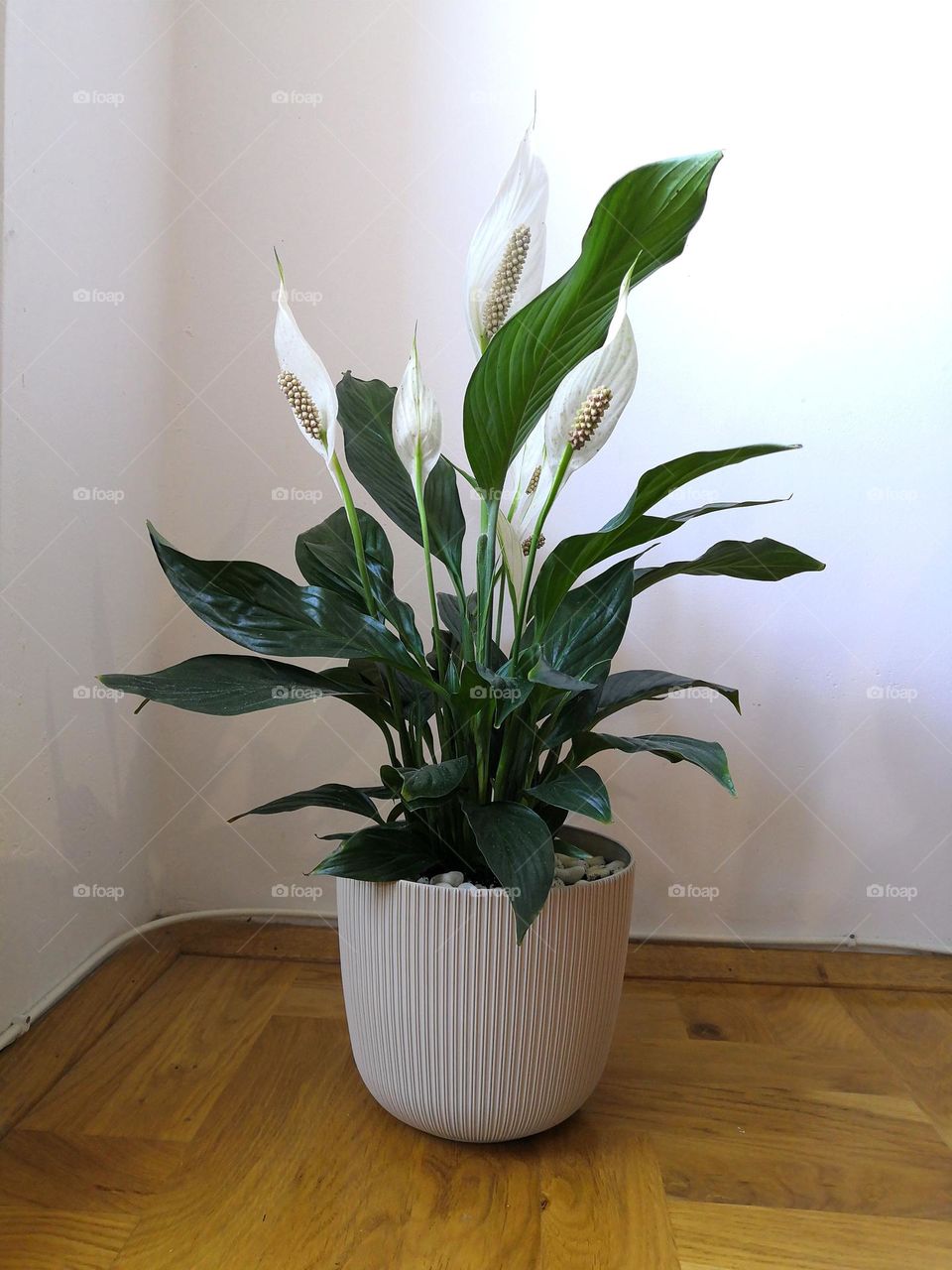 spathiphyllum